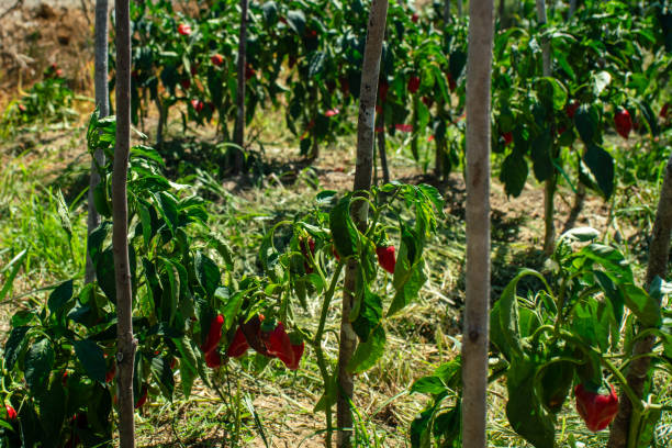 istock Garden - Rows of ripe Pepper Plants 2189607836