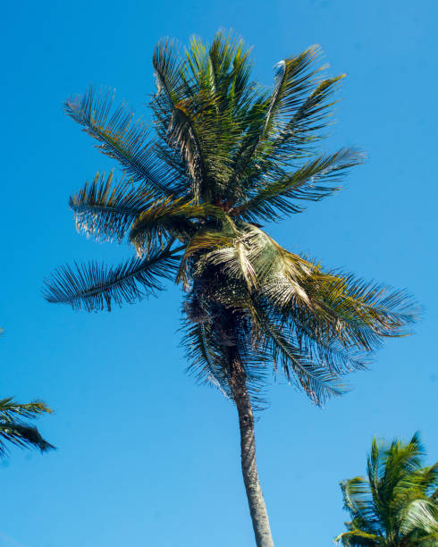 Palm trees in Bas du Fort beach in Guadeloupe, French west indies. Lesser Antilles, Caribbean sea