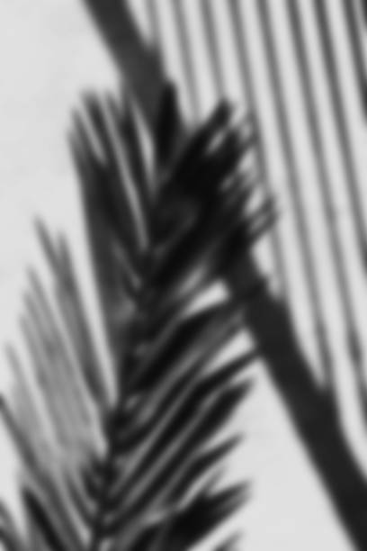 istock Abstract Black-and-White Palm Leaf Shadows Overlay 2189608131