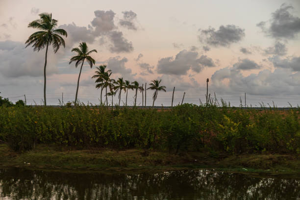 Berbice, Guyana - Farmland with Palm Trees in the Background in the early Morning