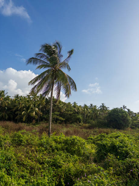 istock Lone Palm Tree with a Tropical Forest in the Background 2189609081