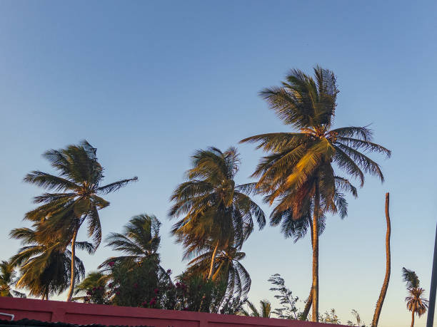 Tropical Landscape - Group of Palm Trees