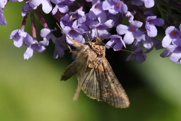 istock Glasses --- Eyeglass Moth --- Nettle Moth --- Eyeglass Moth (Abrostola triplasia) 2189612415