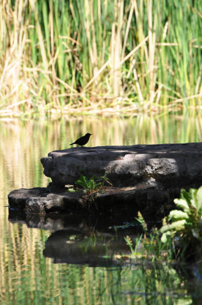 Female Trile bird perched in the shade on a rock