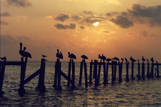 istock Pelican Roost at Sunset 2189616000