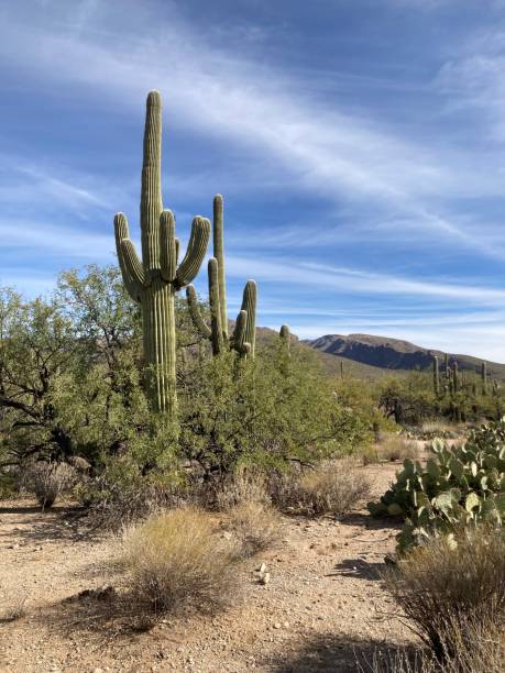 istock Saguaro Cactus in Desert Landscape with Mountains, Vertical 7 2189616166