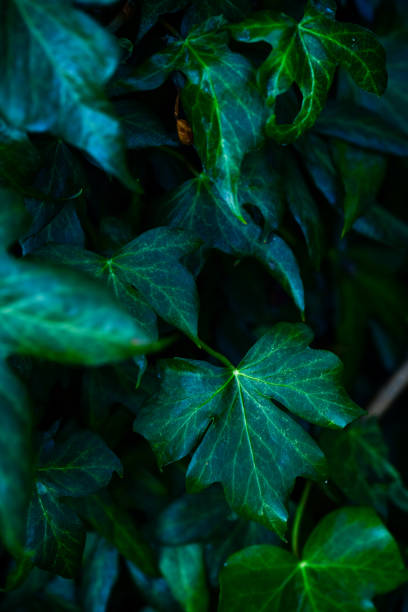 Macro nature closeup details of green ivy leaves growing on vines covering tree trunk