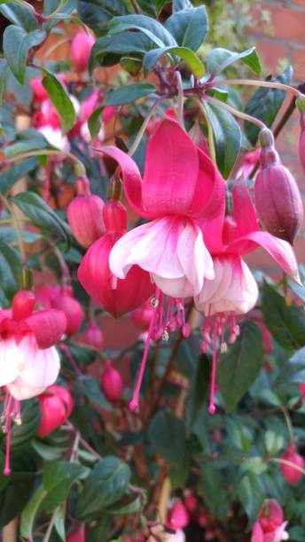 istock blooming fuchsia in the botanical garden 2189618463