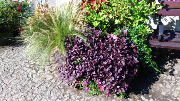 istock bright plant compositions in the botanical garden 2189618694