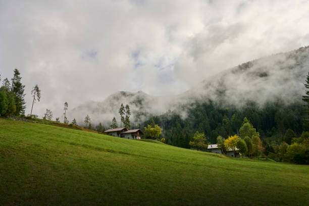 landscape with grass for the animals