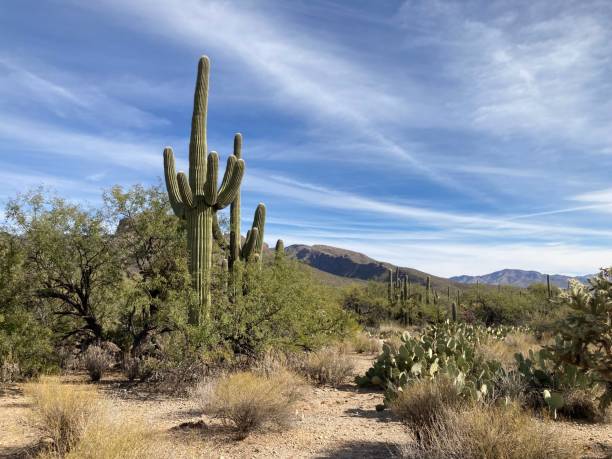 istock Saguaro Cactus in Desert Landscape with Mountains Behind; Horizontal 6 2189619803