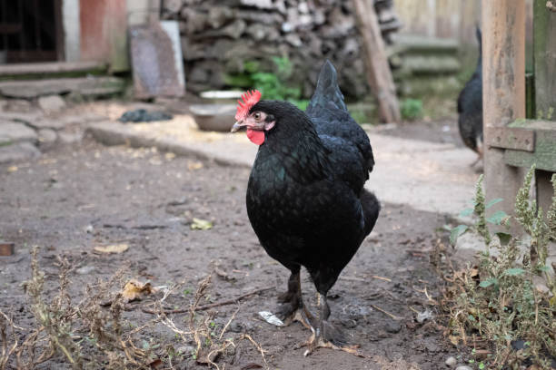 istock Chickens on a rural farm. Agriculture. Poultry breeding. Breeding chickens. 2189620404