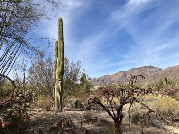 istock Saguaro Cactus in Desert Landscape with Mountains Behind; Horizontal 16 2189620504