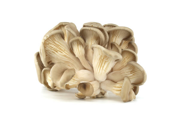 istock Fresh Gourmet Oyster Mushrooms on White Background 2189620992