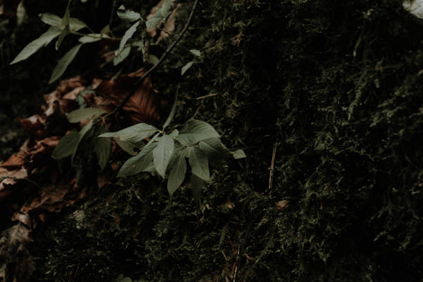 istock leaves in the dark 2189624635