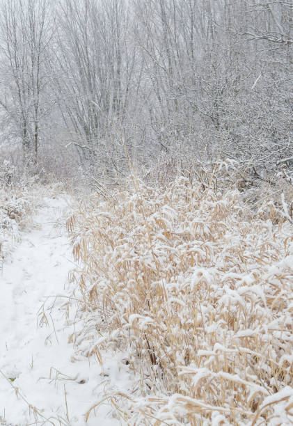 istock Landscape on tall grass covered with snow 2189624724