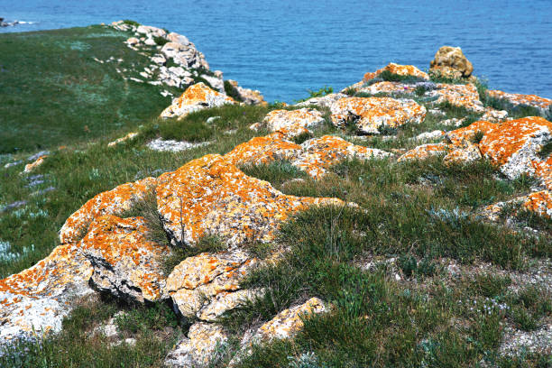 Blue sea, coast with rocks and green grass