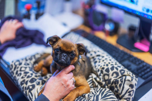 istock Brussels Griffon puppy sitting on patterned pillow on desk while woman's hand gently pets its chin. Sweden. 2189626715