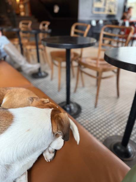 istock Dog sleeping and relaxes in a cafe pet friendly cafe 2189628943