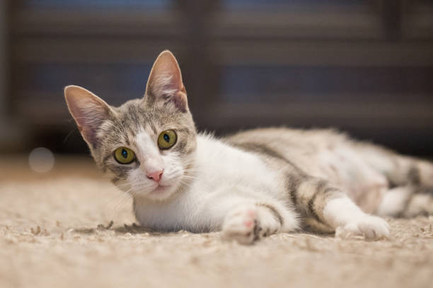 istock Beautiful Gray Tabby Cat with Yellow Eyes Relaxing Peacefully 2189629518