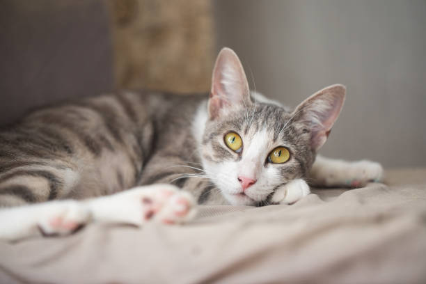 istock Striped tabby cat resting and looking up at home 2189629523