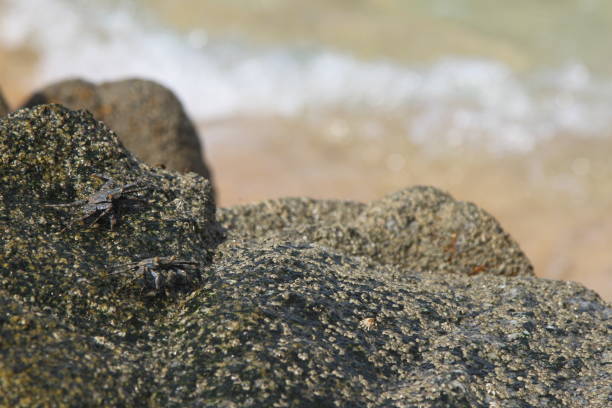 Crabs on a rock on the beach.