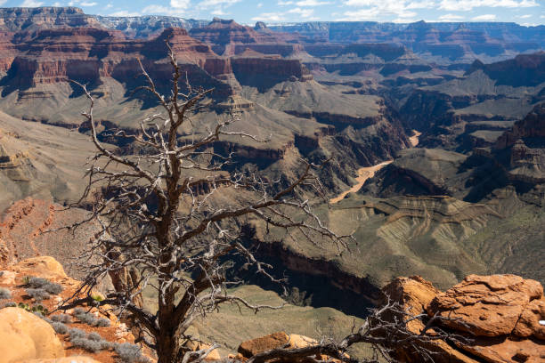 istock Dead Tree Below Yuma Point Looking Out Over The Colorado River 2189631911