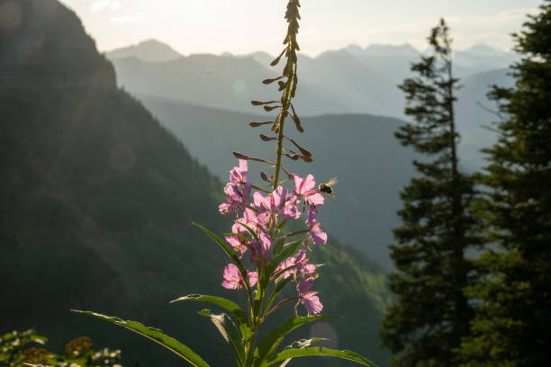 Stalk of Fireweed with Buzzing Bee and Scenery Behind it in Glacier