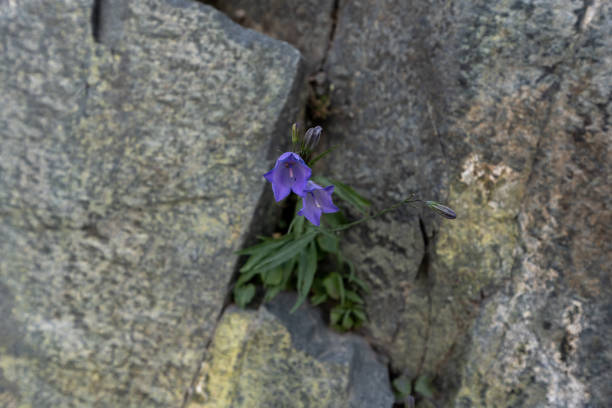 istock Two Harebell Blooms Wedged Into Granite Rock Along Highline Trail 2189633389