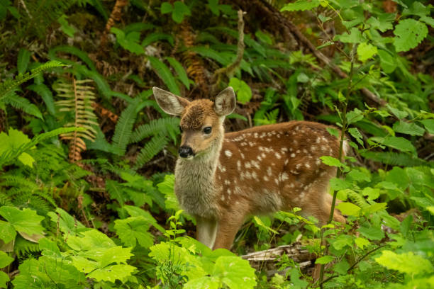 istock With Ears Perked A Young Fawn Looks Left 2189633434