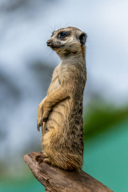 istock Meerkat on sentry duty 2189634694