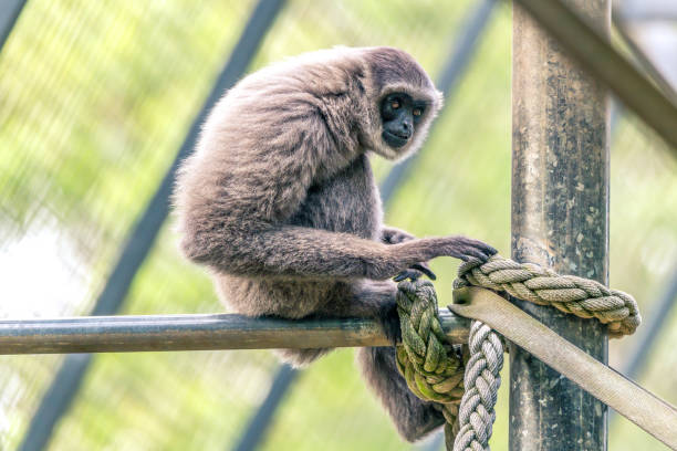 Java Gibbons 60+ Silvery Gibbon Photos Stock Photos, Pictures & Royalty-Free Images ...