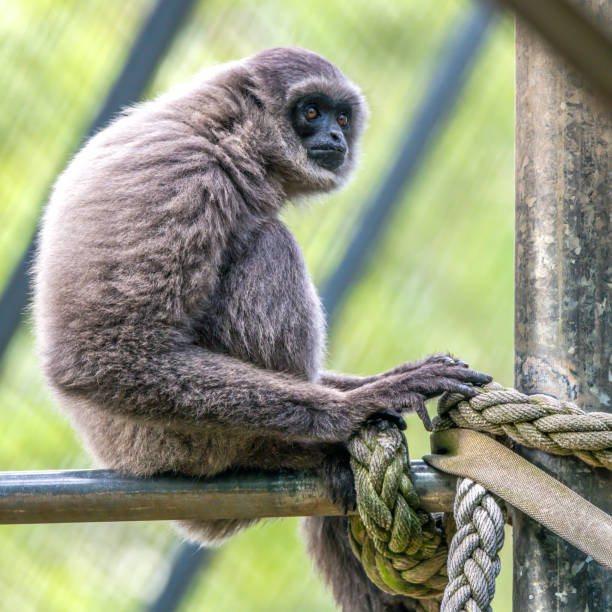Java Gibbons 70+ Silvery Gibbon Stock Photos, Pictures & Royalty-Free Images - iStock