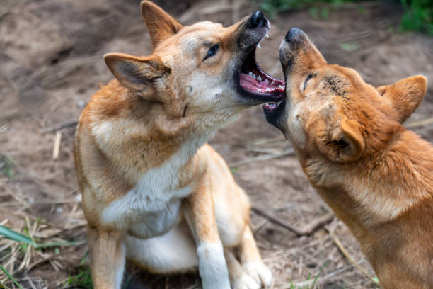 istock Young male dingoes at play 2189634835