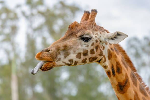 Giraffe Sticking Out Tounge
