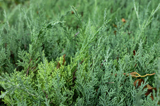 istock Lush green foliage in a vibrant garden during daylight 2189635642
