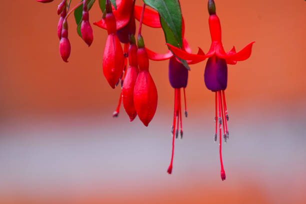 Fucsia flowewr in the garden , and red background