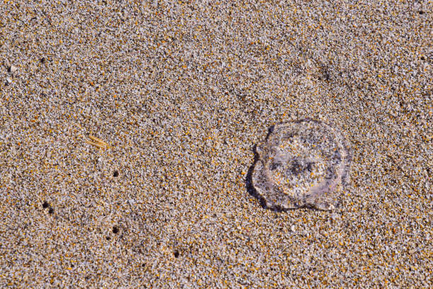 Jellyfish stranded on the sand , in the beach