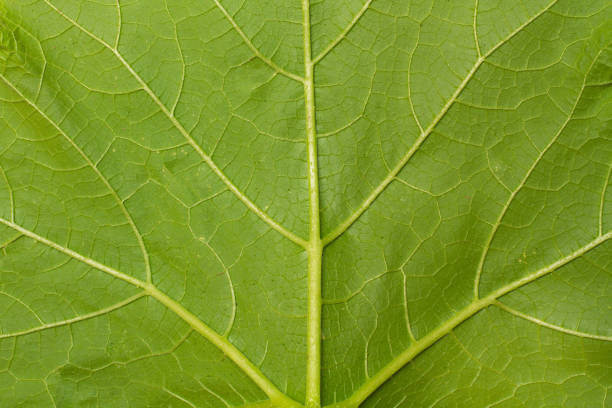 A green leaf of a pumpking plant in a close up view