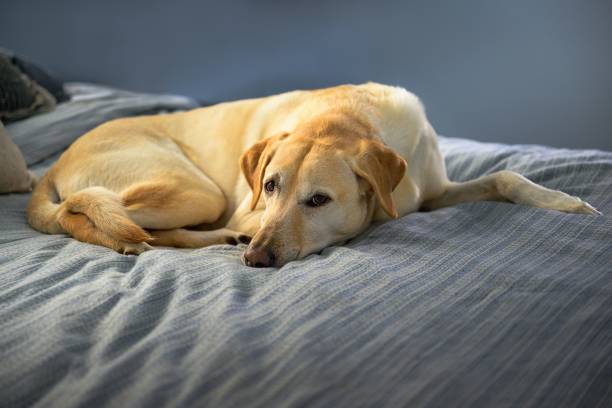istock A YELLOW LABRADOR LYING ON A BED WITH A CALM EXPRESSION AND NICE EYES 2189641603