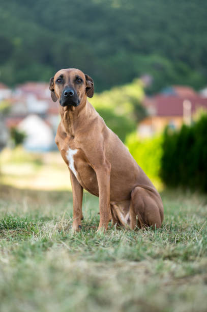 A poised brown dog with a white chest patch sits gracefully on a grassy field, with a blurred village and forest in the background. The soft natural light enhances the dog's attentive gaze and smooth coat. Ideal for themes of companionship, loyalty, and outdoor living.