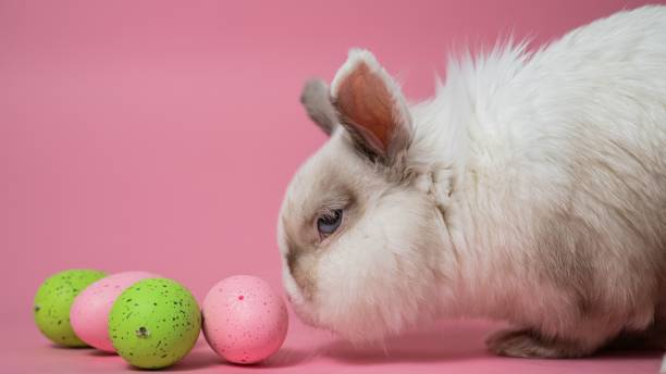 istock Easter Bunny on a pink background with colorful painted eggs. 2189641898