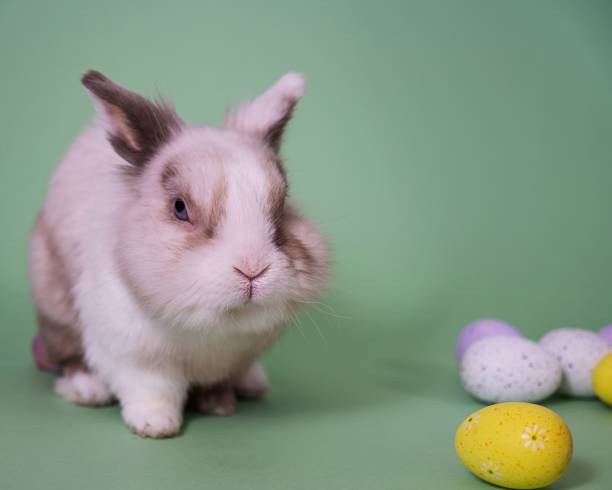 istock Easter Bunny on a green background with colorful painted eggs. 2189641942