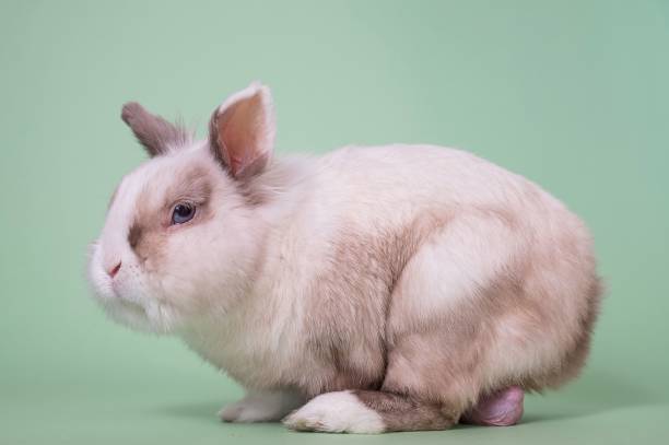 istock Portrait of a gray and white fox dwarf rabbit with large testicles. 2189642038