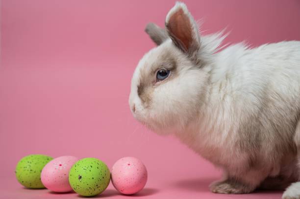 istock Easter Bunny on a pink background with colorful painted eggs. 2189642607
