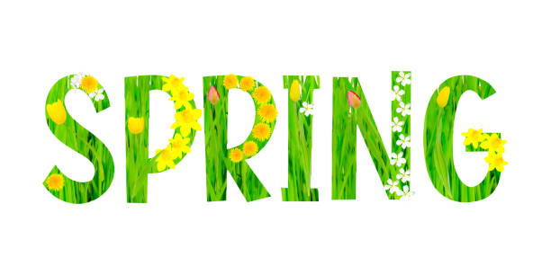 Green grass with spring flowers twigs forming SPRING inscription Isolated on white Fresh banner Tulips daffodils dandelions