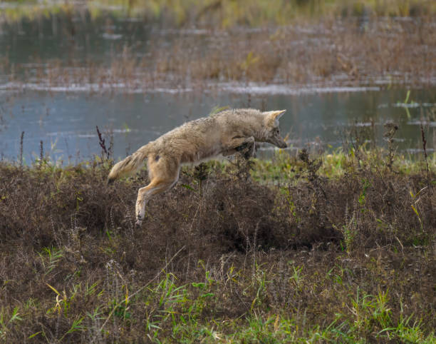 A young Coyote Canis latrans in Grass Field. It is jumping to catch food. In Western Washington State.