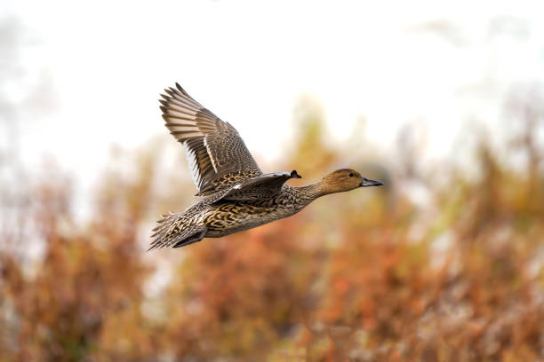 Mallard duck on the lake in winter
