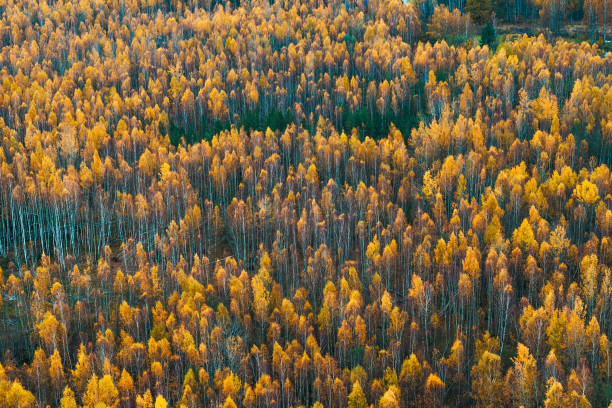 Expansive Forest with Dense Canopy of Vibrant Autumn Colors