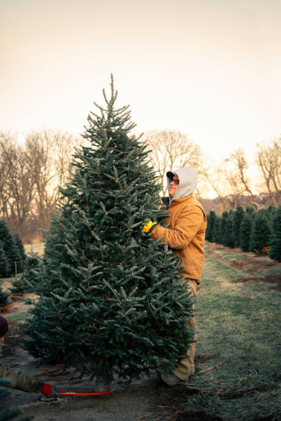 istock Adult man chooses a tree at a Christmas tree farm 2189649537
